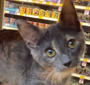 [picture of Dria, a Domestic Short Hair dilute calico\ cat] 