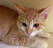[picture of Boggi, a Domestic Short Hair orange/white cat]