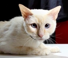 [picture of Lila, a Siamese flame point\ cat] 