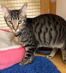 [another picture of Rafffel, a Domestic Short Hair brown tabby\ cat] 