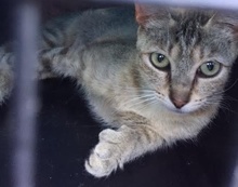 [picture of Joyela, a Hemmingway Polydactl silver\ cat] 