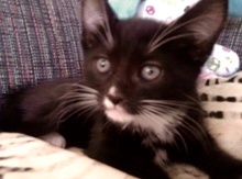 [picture of Hugo, a Domestic Short Hair black/white tuxedo\ cat] 