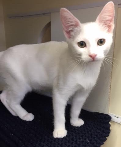 [another picture of Lele, a Turkish Van Mix white\ cat] 