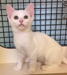 [picture of Lele, a Turkish Van Mix white cat]