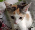 [picture of Chela, a Domestic Short Hair calico cat]