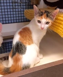 [picture of Chela, a Domestic Short Hair calico cat]