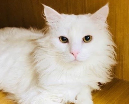 [picture of Snowman, a Domestic Long Hair white cat]