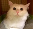 [picture of Snowman, a Domestic Long Hair white cat]