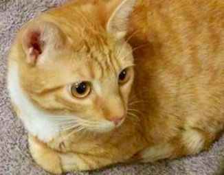 [picture of Razzmataz, a Domestic Short Hair orange/white\ cat] 