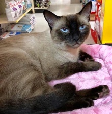 [another picture of Sapphire, a Siamese seal point\ cat] 