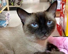 [picture of Sapphire, a Siamese seal point\ cat] 