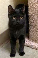 [picture of Turkis, a Domestic Short Hair black cat]