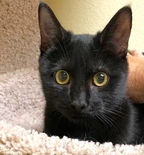 [picture of Turkis, a Domestic Short Hair black\ cat] 