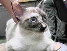 [picture of Soon Li, a Siamese tortie point cat]