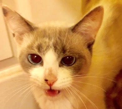 [picture of Jiji, a Siamese snowshoe\ cat] 