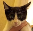 [picture of Emila, a Domestic Short Hair black/white cat]