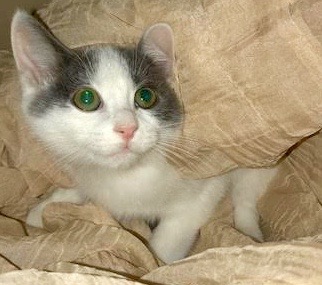 [picture of Cassio, a Domestic Short Hair white/blue cat]