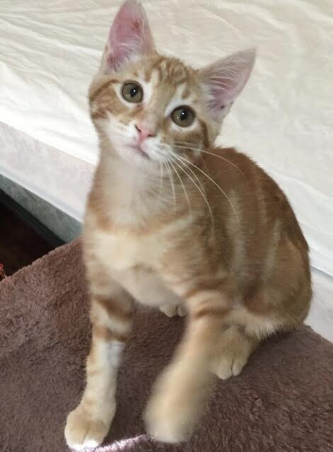 [another picture of Mango, a Domestic Short Hair orange\ cat] 