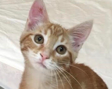 [picture of Mango, a Domestic Short Hair orange\ cat] 
