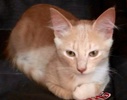 [picture of Honeydew, a Domestic Short Hair buff cat]