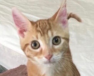 [picture of Tangerine, a Domestic Short Hair orange\ cat] 