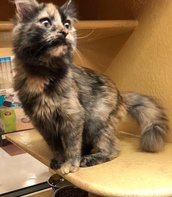 [picture of Chelsea, a Maine Coon-x tortie cat]