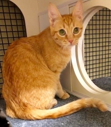 [picture of Tangie, a Domestic Short Hair orange cat]
