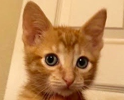 [picture of Tangelo, a Domestic Short Hair orange\ cat] 