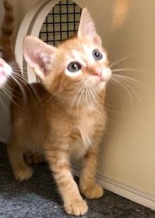 [another picture of Apricot, a Domestic Short Hair orange\ cat] 