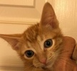 [picture of Apricot, a Domestic Short Hair orange cat]