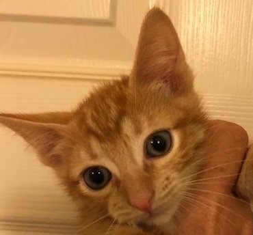 [picture of Apricot, a Domestic Short Hair orange\ cat] 