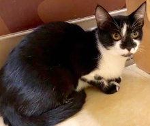 [picture of Tippa, a Domestic Short Hair black/white cat]