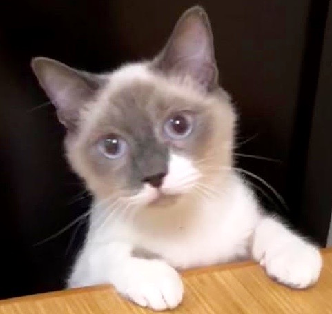 [picture of Teikundo, a Siamese blue point cat]