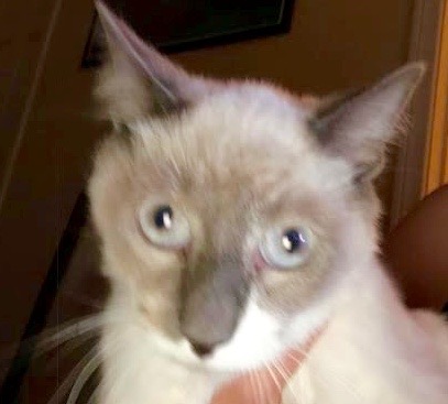[picture of Teikundo, a Siamese blue point\ cat] 