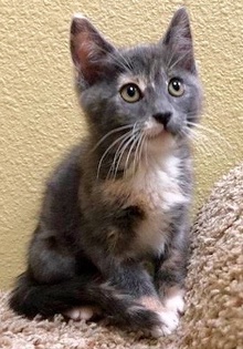 [another picture of Naomi, a Domestic Medium Hair dilute calico\ cat] 