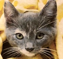 [picture of Naomi, a Domestic Medium Hair dilute calico\ cat] 