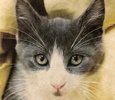 [picture of Deny, a Domestic Medium Hair blue/white cat]