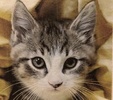 [picture of Owen, a Domestic Medium Hair tabby/white cat]