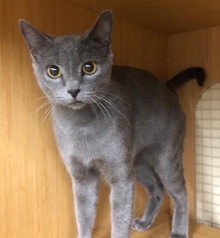 [another picture of Rusaki, a Russian Blue Mix blue\ cat] 