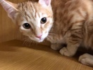 [picture of Link, a Domestic Short Hair orange cat]