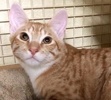 [picture of Lash, a Domestic Short Hair orange/white cat]