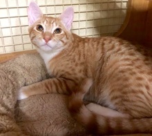 [picture of Lash, a Domestic Short Hair orange/white cat]