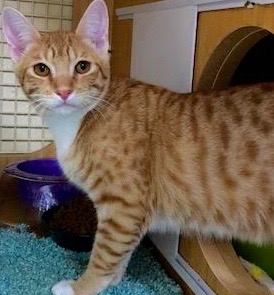 [picture of Lash, a Domestic Short Hair orange/white\ cat] 