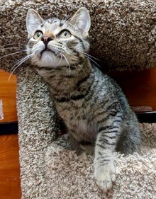 [another picture of Gypson, a Domestic Short Hair gray tabby\ cat] 