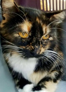 [another picture of Yasmeen, a Domestic Medium Hair calico\ cat] 