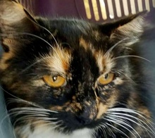 [picture of Yasmeen, a Domestic Medium Hair calico\ cat] 