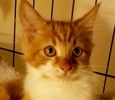 [picture of Fabio, a Maine Coon-x orange/white cat]