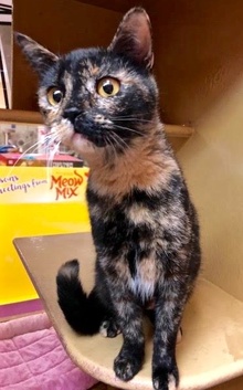 [picture of Lassira, a Domestic Short Hair tortie cat]