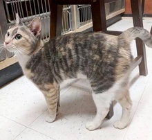 [another picture of Brilla, a Domestic Short Hair dilute calico\ cat] 