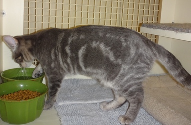 [picture of Minime, a Domestic Short Hair silver cat]